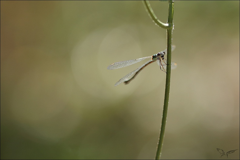 Lestes viridis 20-08-22 010