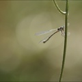 Lestes viridis 20-08-22 010