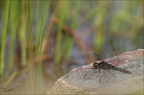 Sympetrum danae ♂