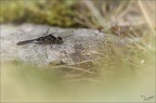 Sympetrum danae