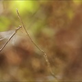 Lestes viridis 20-08-22 01