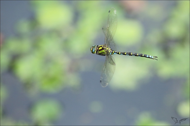 Aeshna cyanea 02-09-22 05