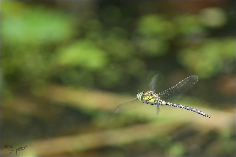 Aeshna cyanea_02-09-22_09.jpg