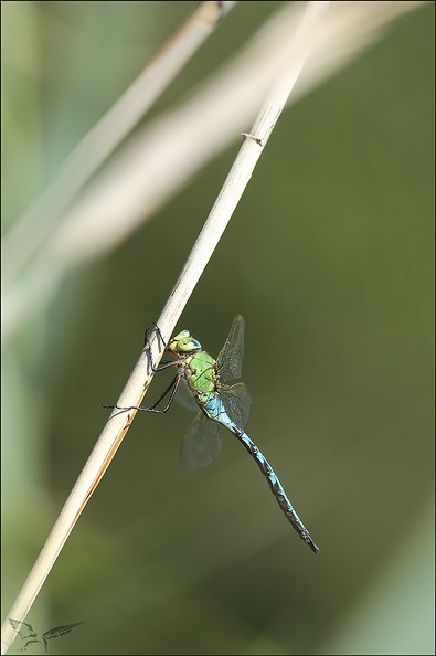 Anax imperator