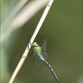 Anax imperator