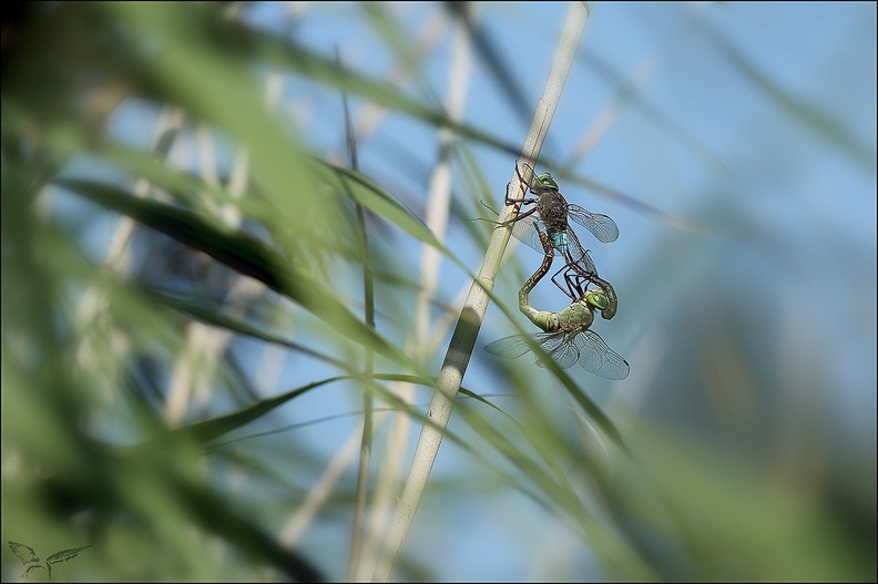 Anax parthenope accoup