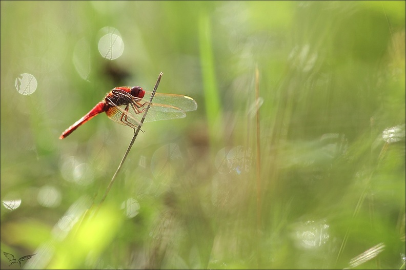 Crocothemis erythraea_02-09-22_06.jpg