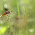 Crocothemis erythraea 02-09-22 06