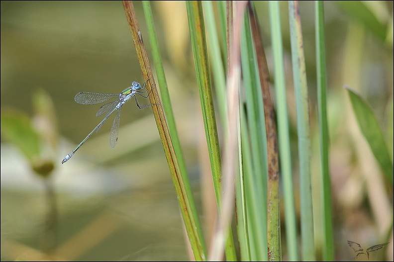 Lestes sponsa.jpg