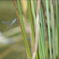 Lestes sponsa.jpg