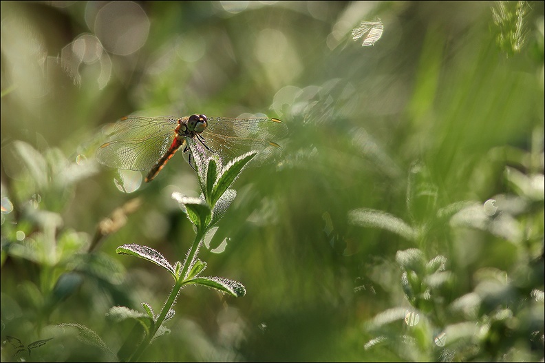 Sympetrum depressiusculum  02-09-22 06