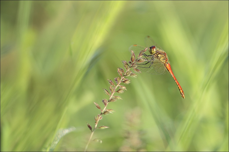 Sympetrum depressiusculum__02-09-22_17.jpg