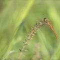 Sympetrum depressiusculum  02-09-22 17