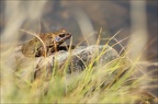 Grenouille rousse- (2178 visits) Grenouille rousse-