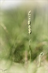 Spiranthe spiralis 17-09-22 02