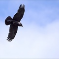 Grand corbeau.jpg