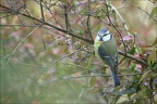 Mésange bleue 03-03-23 04