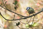 Mésange bleue 06-03-23 08