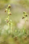 Ophrys occidentalis 29-03-23 037