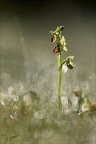 Ophrys occidentalis 28-03-23 010