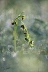 Ophrys occidentalis 28-03-23 014