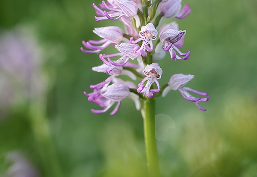 Orchis simia 04-05-23 004 (670 visits) Orchis simia 04-05-23 004