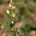Cephalanthera damasionum- Cruss_19-05-23_004.jpg