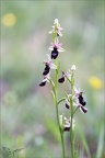 Ophrys drumana