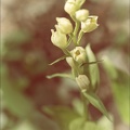 Cephalanthera damasionum- Cruss 19-05-23 001+