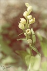 Cephalanthera damasionum- Cruss 19-05-23 001+