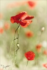 Coquelicot