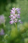 Orchis simia 04-05-23 004