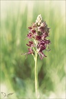 Orchis simia x anthropophora 04-05-23 004