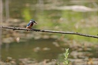 Martin-pêcheur 26-05-23 002