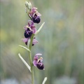 Ophrys fuciflora x aranifera La Platière 18-05-23 033