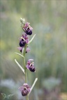 Ophrys fuciflora x aranifera La Platière 18-05-23 033