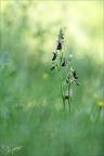 Ophrys drumana- Crussol 19-05-23 007