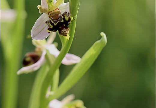 Ophrys apifera- Blaches lusus 20-05-23 004 (549 visits) Ophrys apifera- Blaches lusus 20-05-23 004