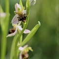 Ophrys apifera- Blaches lusus 20-05-23 004