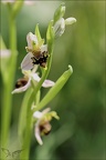 Ophrys apifera- Blaches lusus 20-05-23 004