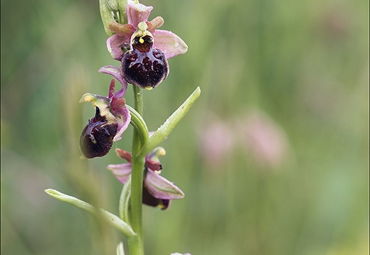 Ophrys fuciflora x aranifera La Platière 18-05-23 036 (497 visits) Ophrys fuciflora x aranifera La Platière 18-05-23 036