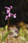 Orchidées du Var