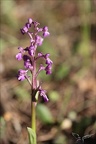 Anacamptis morio subsp. picta 16-04-23 001