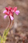 Anacamptis papilionacea s.expan 15-04-23 001