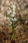 Cephalanthera longifolia 16-04-23 002