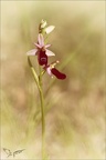 Ophrys aurelia 16-04-23 011