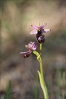 Ophrys aurelia 16-04-23 001