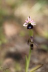 Ophrys aurelia 16-04-23 016