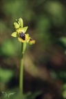 Ophrys lutea 16-04-23 001