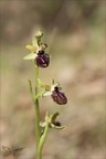 Ophrys incubacea             14-04-23 003